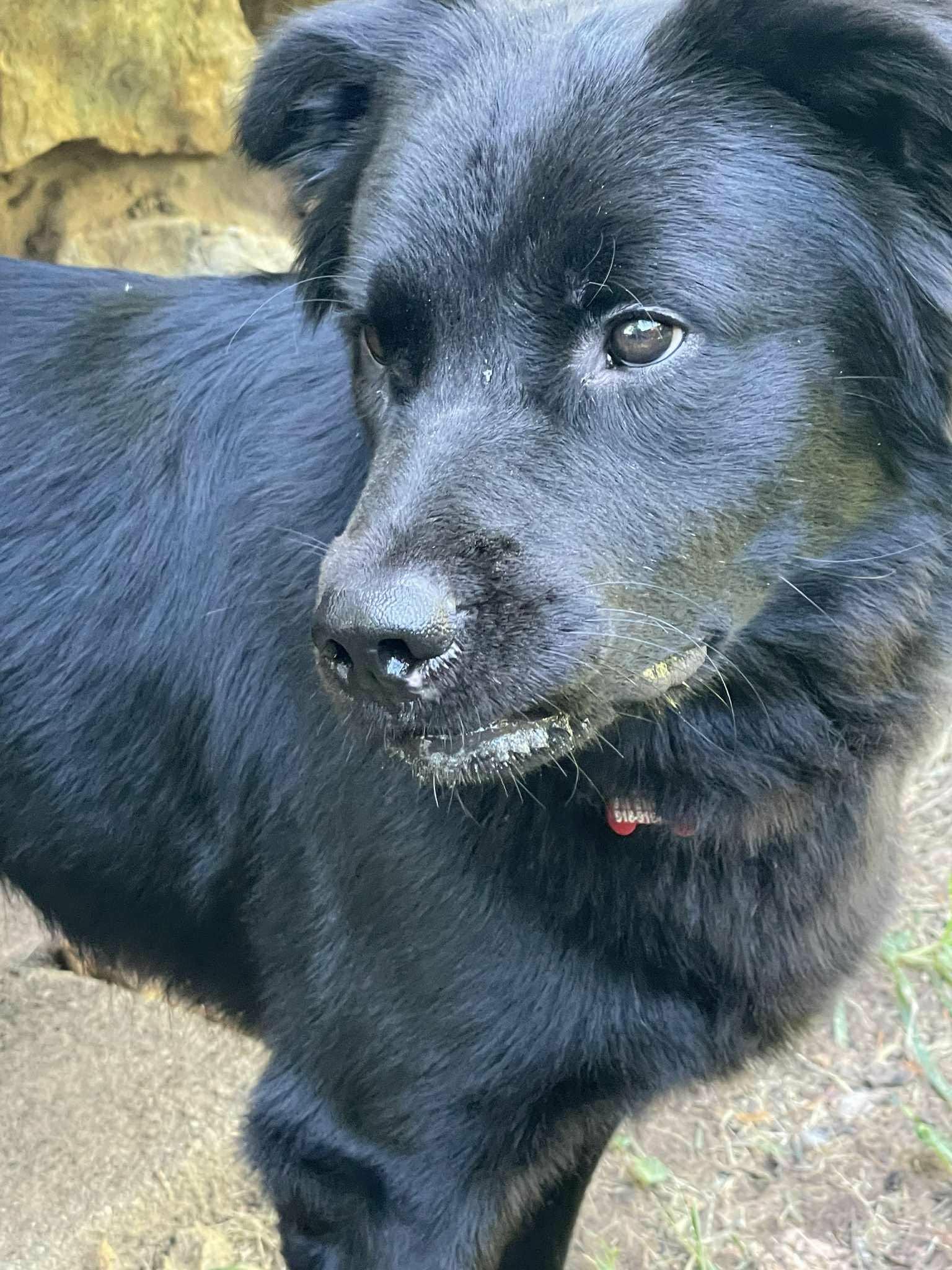 Enlarge Dracula, a Adoptable mixed breed in Tulsa, OK image 5/6