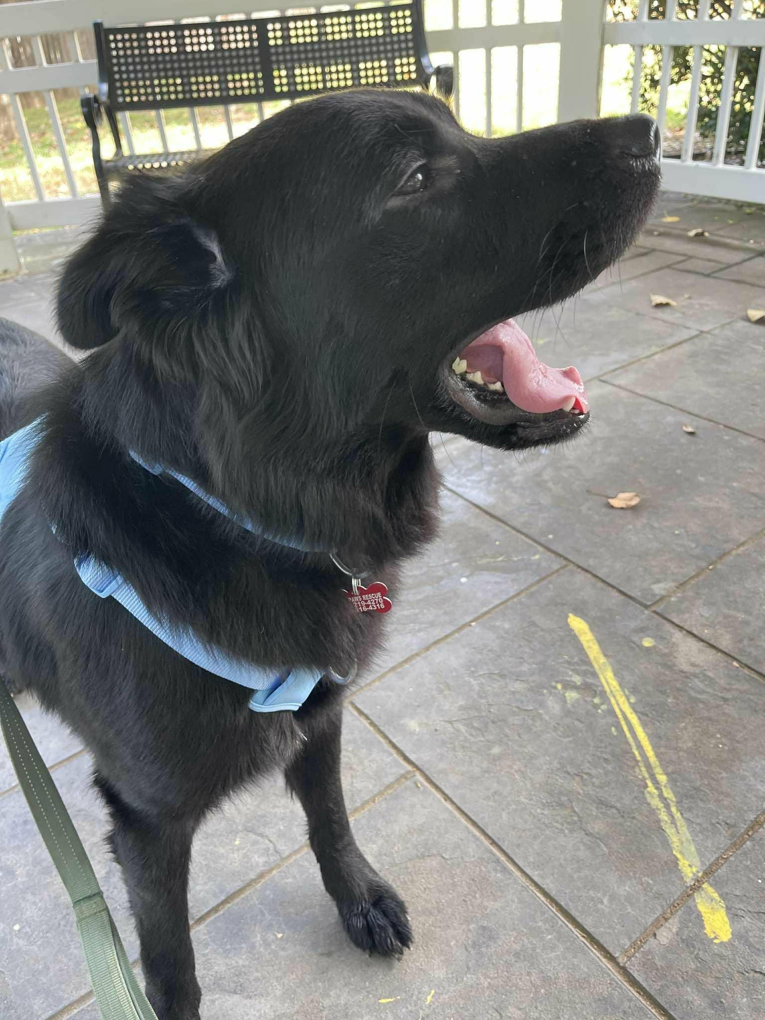 Enlarge Dracula, a Adoptable mixed breed in Tulsa, OK image 6/6