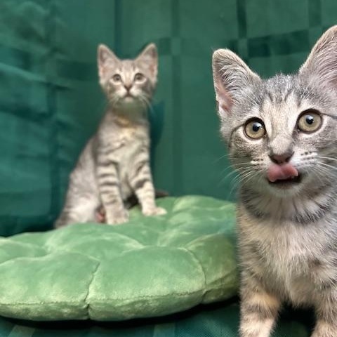 family cats　0308 Zazu – Whiskers TNR of Warren County
