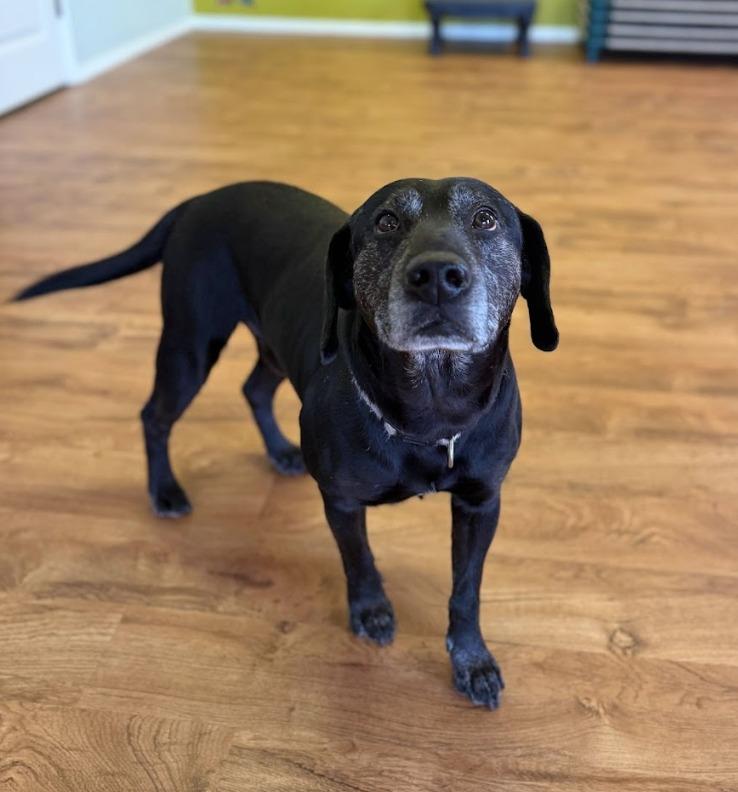 Enlarge Bear, a Adoptable mixed breed in Fayetteville, AR image 1/6