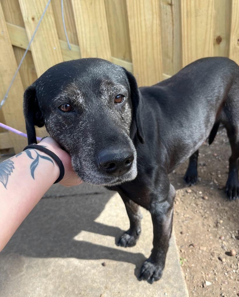 Enlarge Bear, a Adoptable mixed breed in Fayetteville, AR image 2/6