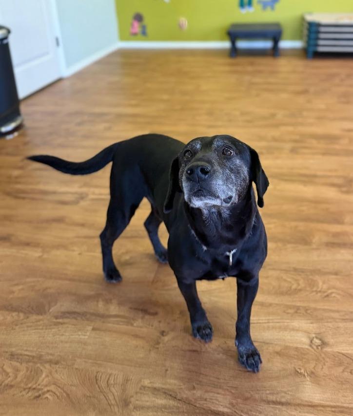 Enlarge Bear, a Adoptable mixed breed in Fayetteville, AR image 3/6