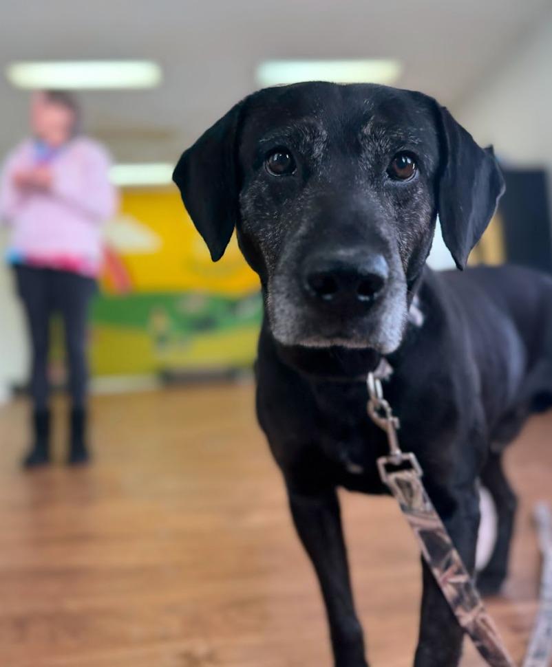 Enlarge Bear, a Adoptable mixed breed in Fayetteville, AR image 4/6