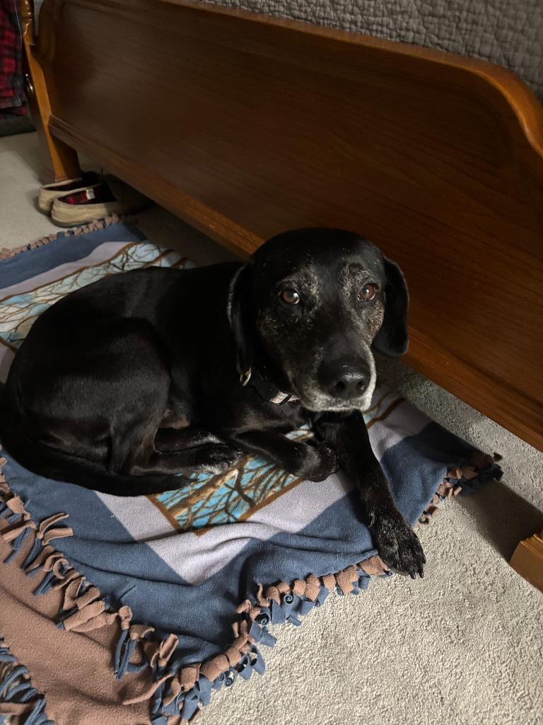 Enlarge Bear, a Adoptable mixed breed in Fayetteville, AR image 5/6