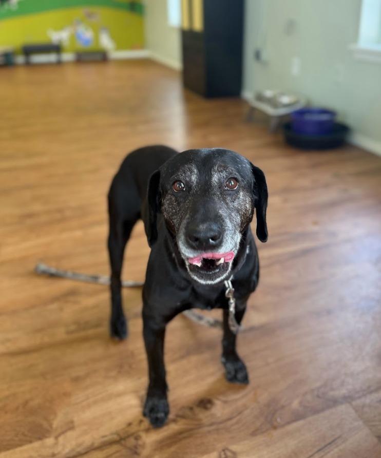 Enlarge Bear, a Adoptable mixed breed in Fayetteville, AR image 6/6