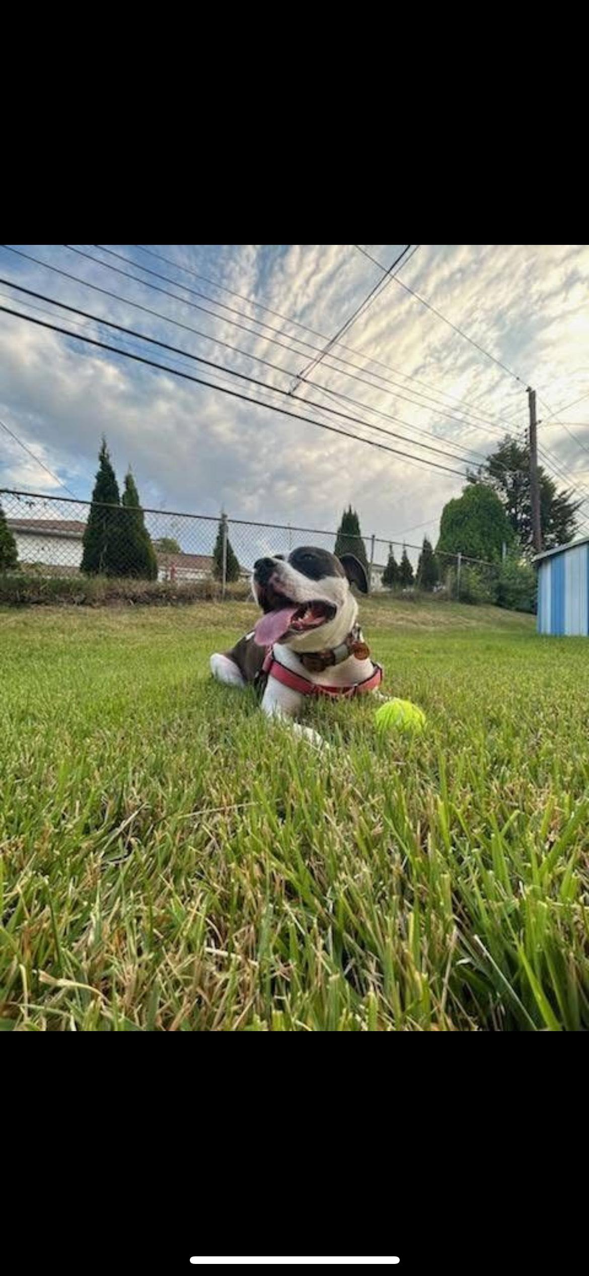 DAHLIA ROSE, Adoptable, Adult Female Pit Bull Terrier.