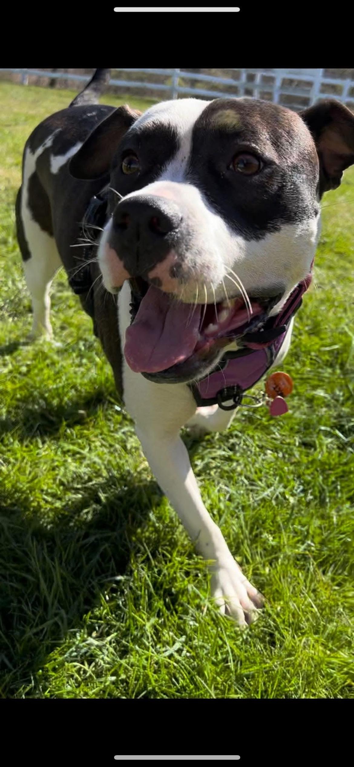 Enlarge DAHLIA ROSE, a Adoptable Pit Bull Terrier in Philadelphia, PA image 4/5