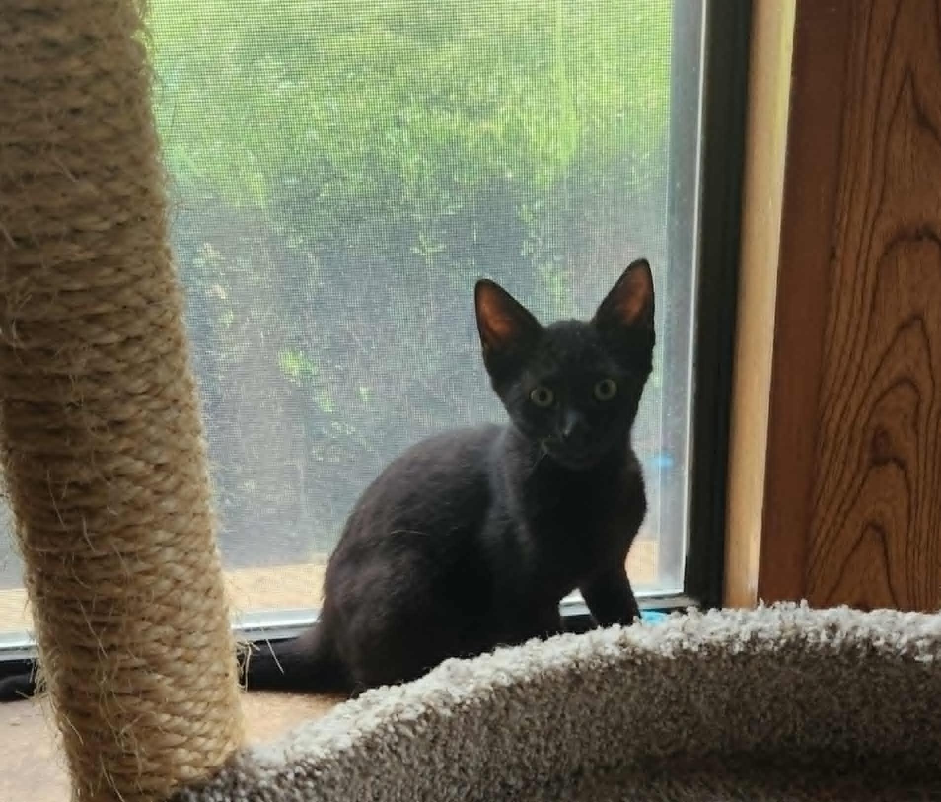 KitKat, Young Male unknown