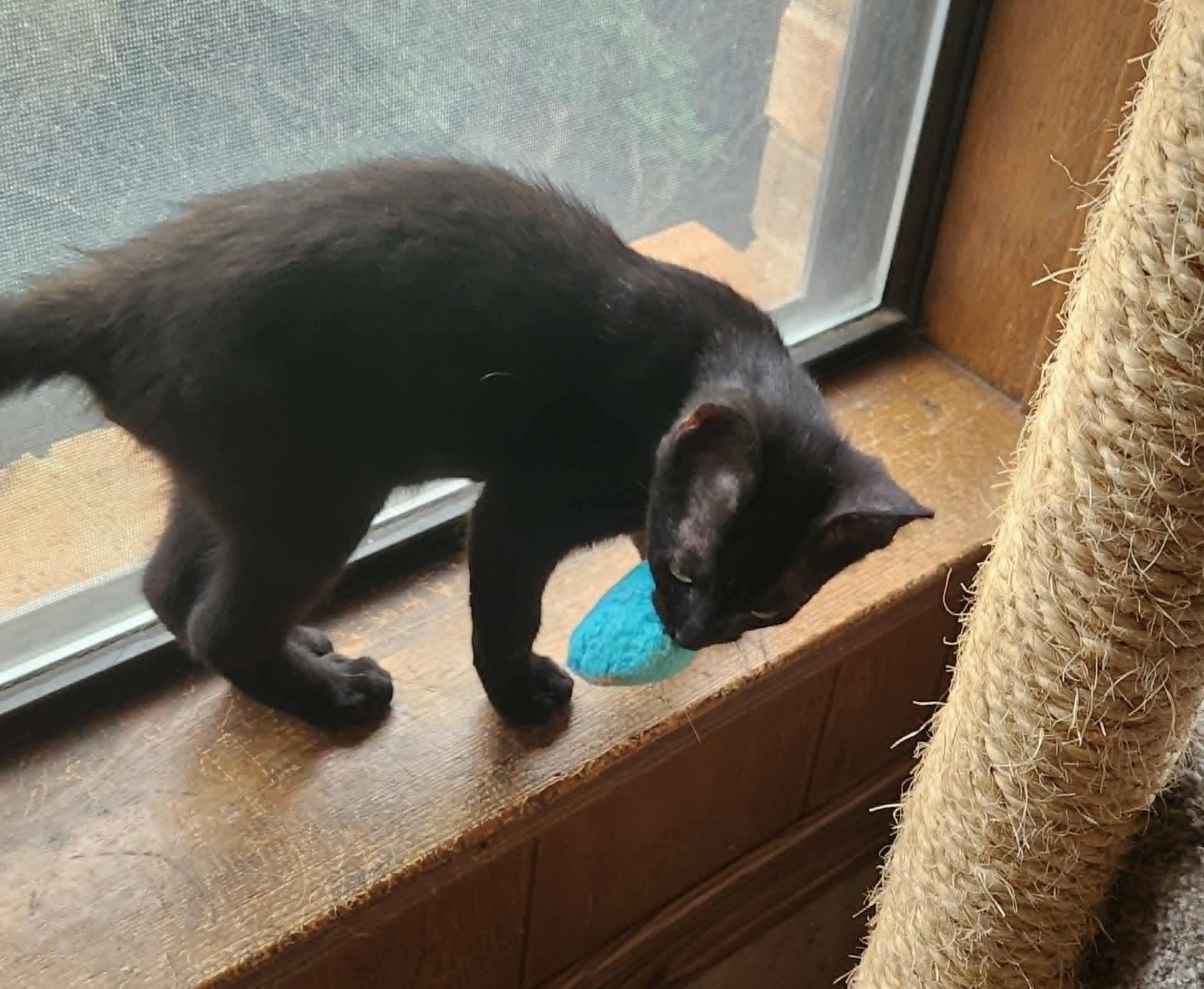 KitKat