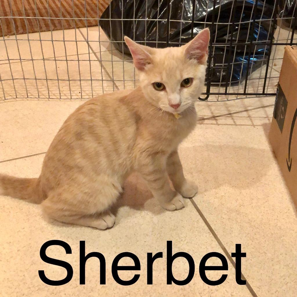 Sherbert, Adopted, Adult Male Domestic Short Hair.