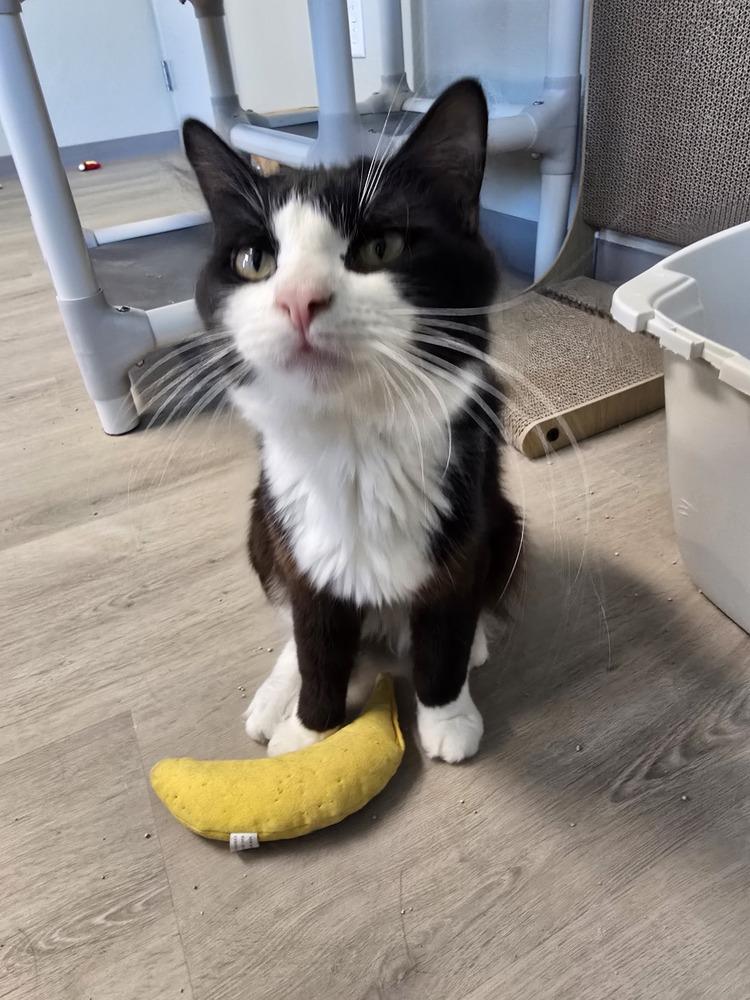 Boots, Adoptable, Adult Male Domestic Long Hair.