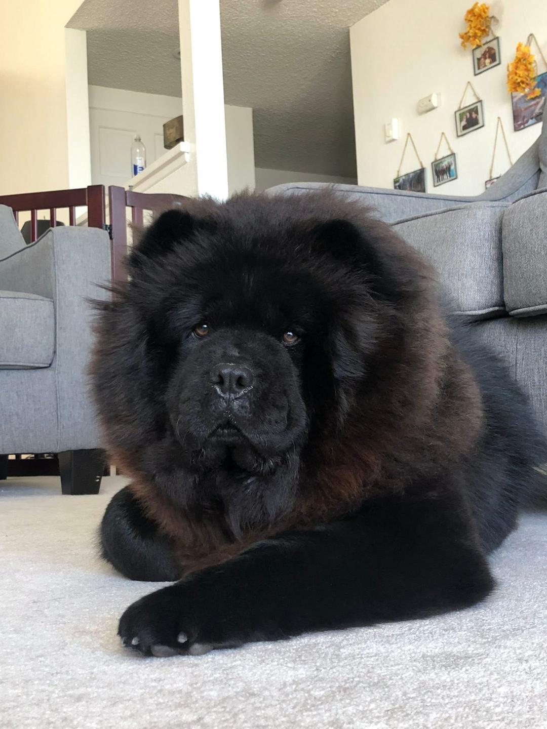 Willoughby, a ADOPTABLE Chow Chow in Sacramento, CA image 1/3