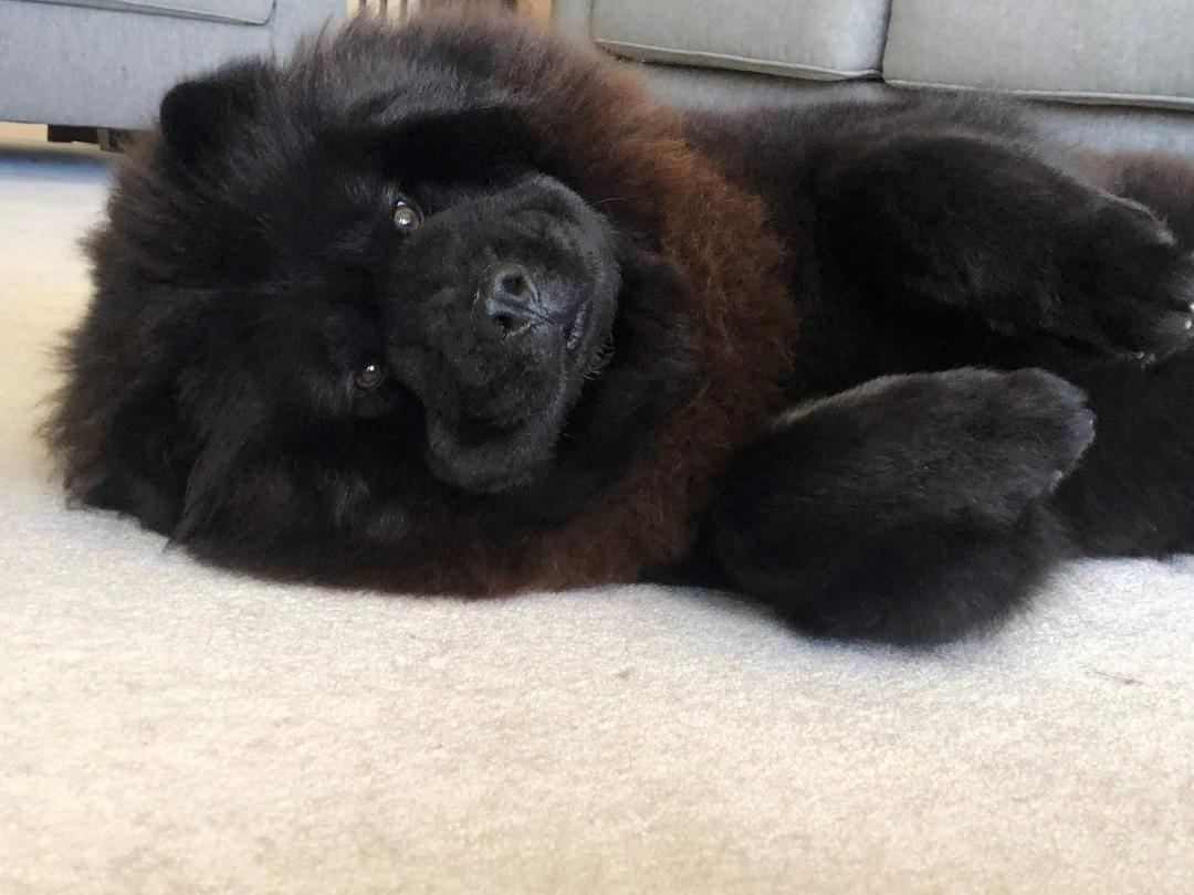 Willoughby, a ADOPTABLE Chow Chow in Sacramento, CA image 2/3