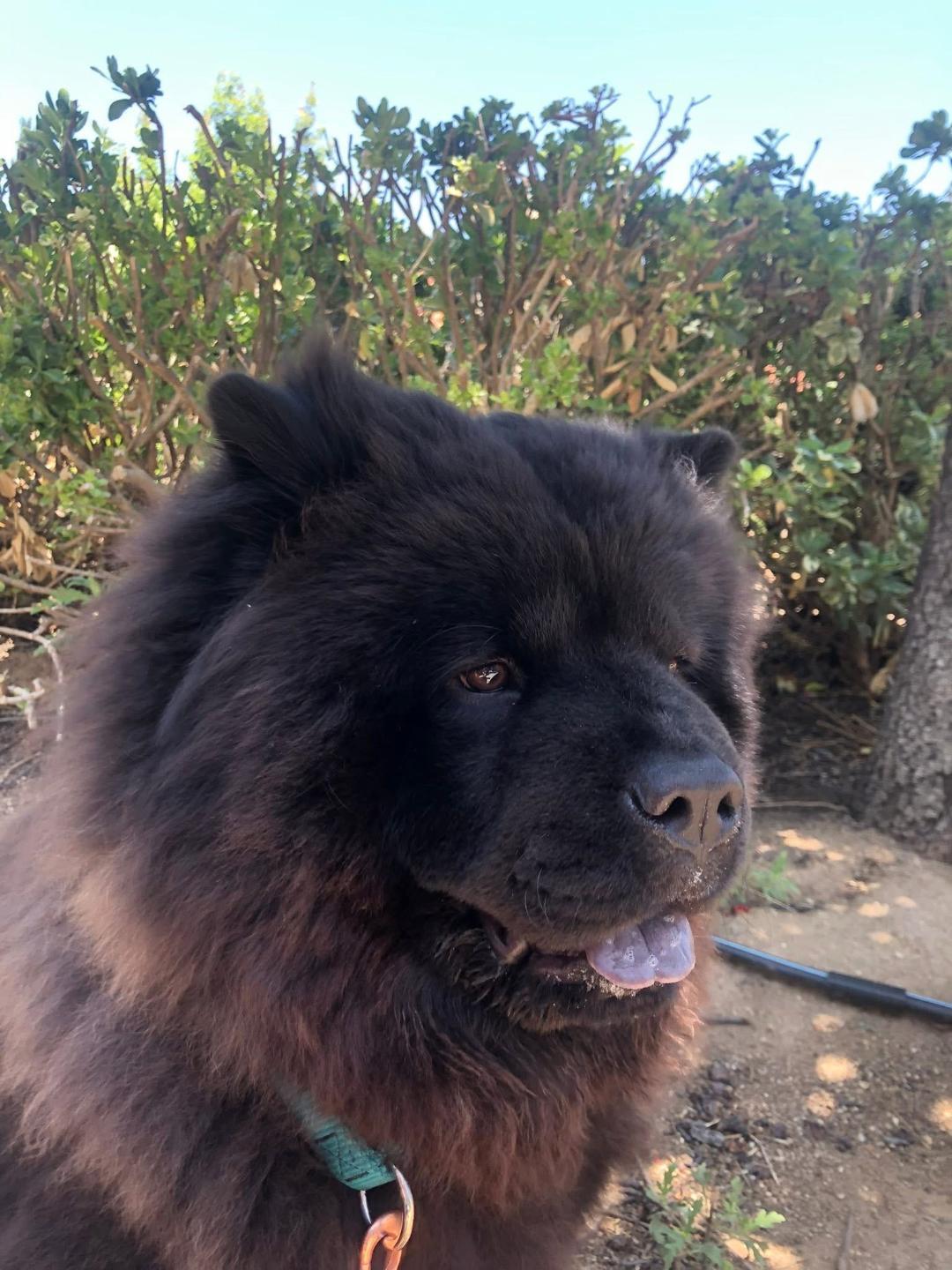 Willoughby, a ADOPTABLE Chow Chow in Sacramento, CA image 3/3