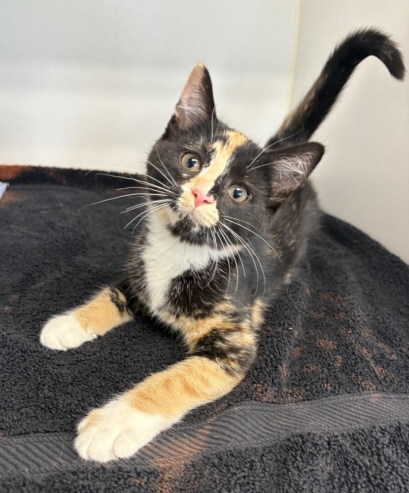 Enlarge Thelma, a Adopted Domestic Short Hair in Rochester, IN image 1/1