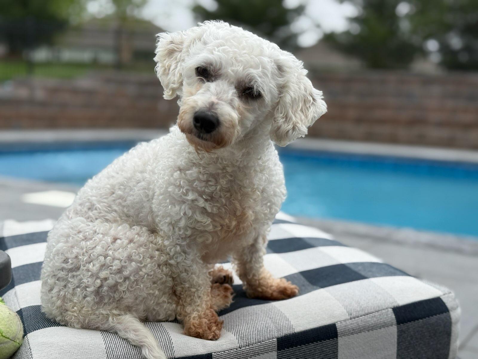 Enlarge Elle Stovall, an adopted Bichon Frise in Blue Springs, MO image 3/3