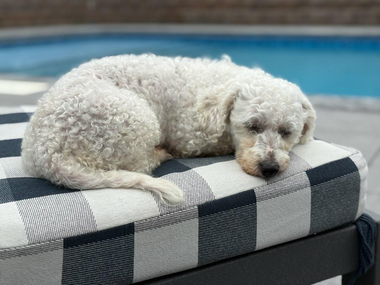 Enlarge Elle Stovall, an adopted Bichon Frise in Blue Springs, MO image 2/3