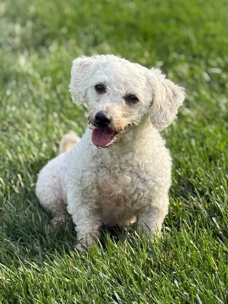 Enlarge Elle Stovall, an adopted Bichon Frise in Blue Springs, MO image 1/3