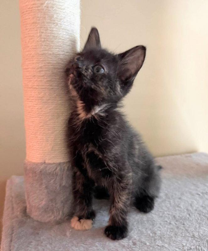 Thumper, Adopted, Young Female Tortoiseshell.