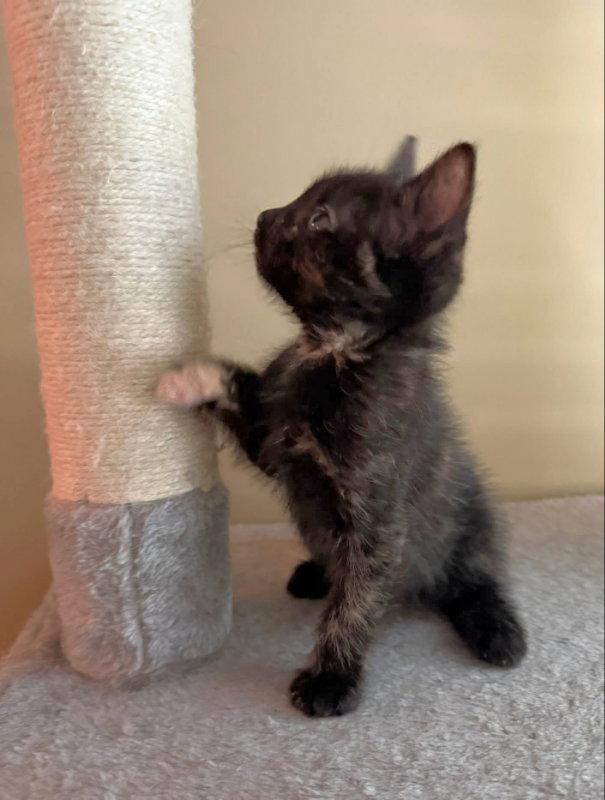 Thumper, a Adopted Tortoiseshell in Knoxville, TN image 2/3
