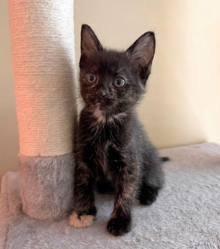 Thumper, a Adopted Tortoiseshell in Knoxville, TN image 3/3