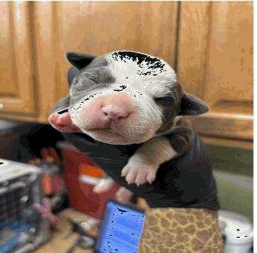 Enlarge Meatlug, a Adopted Pit Bull Terrier in Indianapolis, IN image 1/1