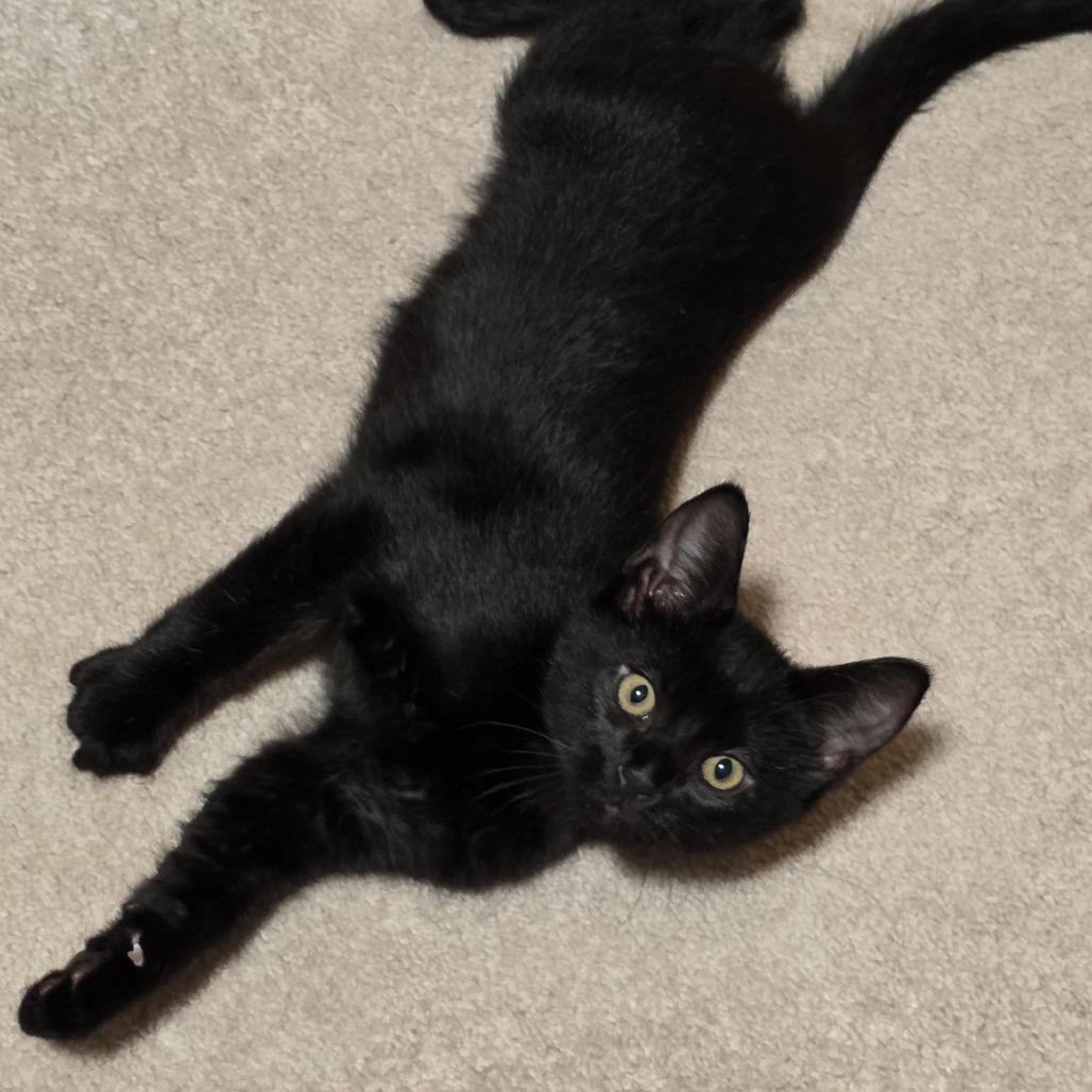 Enlarge Charles, a Adoptable Domestic Short Hair in Spokane, WA image 2/4