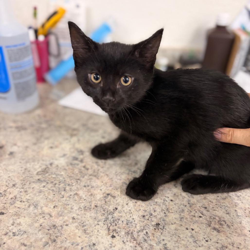 Enlarge Charles, a Adoptable Domestic Short Hair in Spokane, WA image 3/4