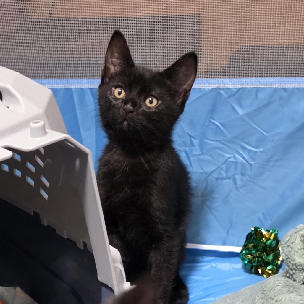 Enlarge Charles, a Adoptable Domestic Short Hair in Spokane, WA image 4/4