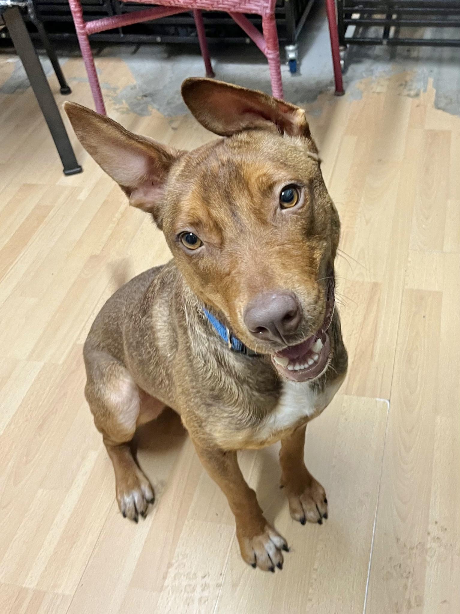 Sammie, an adoptable Feist in Manchester, CT, 06040 | Photo Image 3
