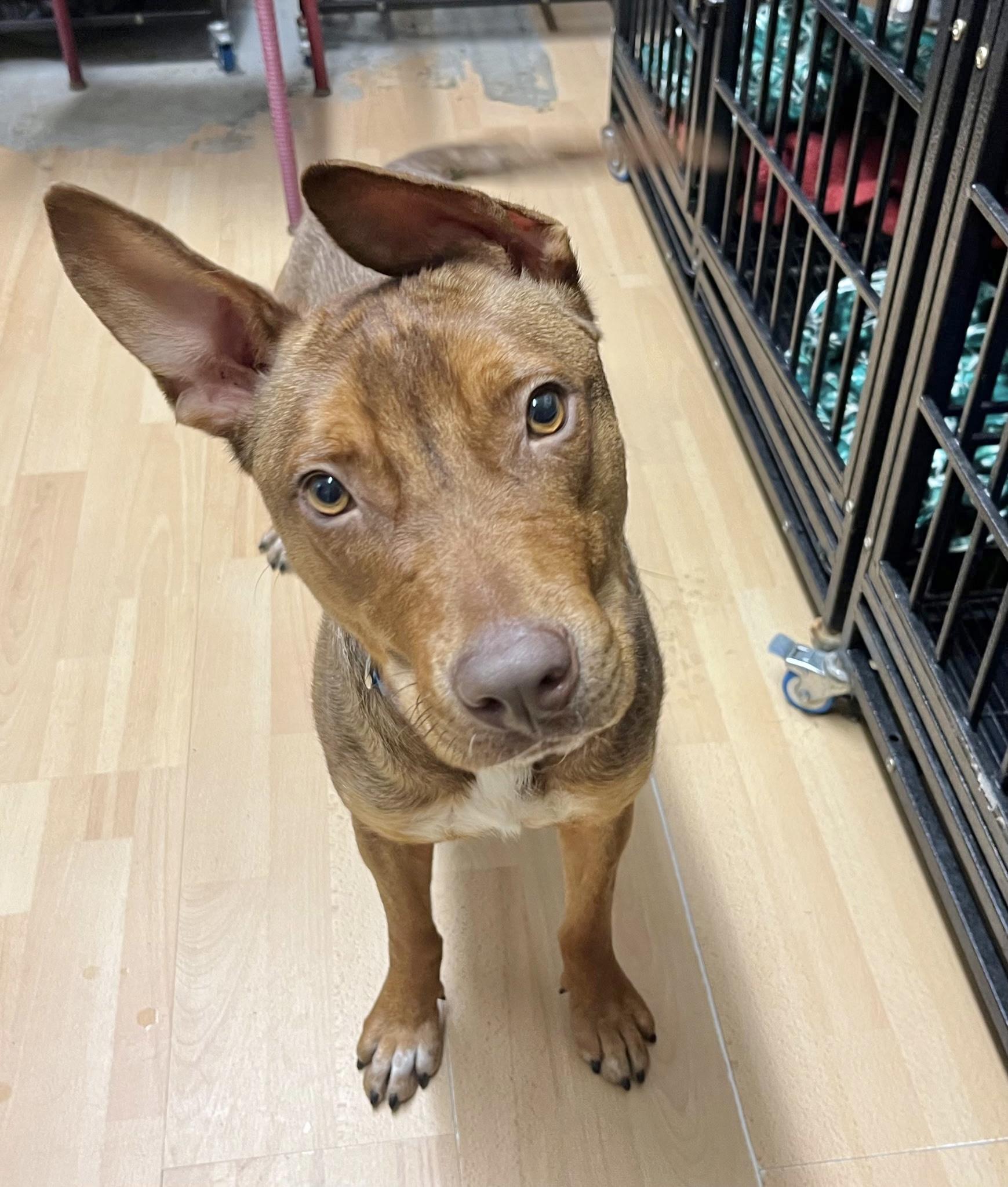 Sammie, an adoptable Feist in Manchester, CT, 06040 | Photo Image 4
