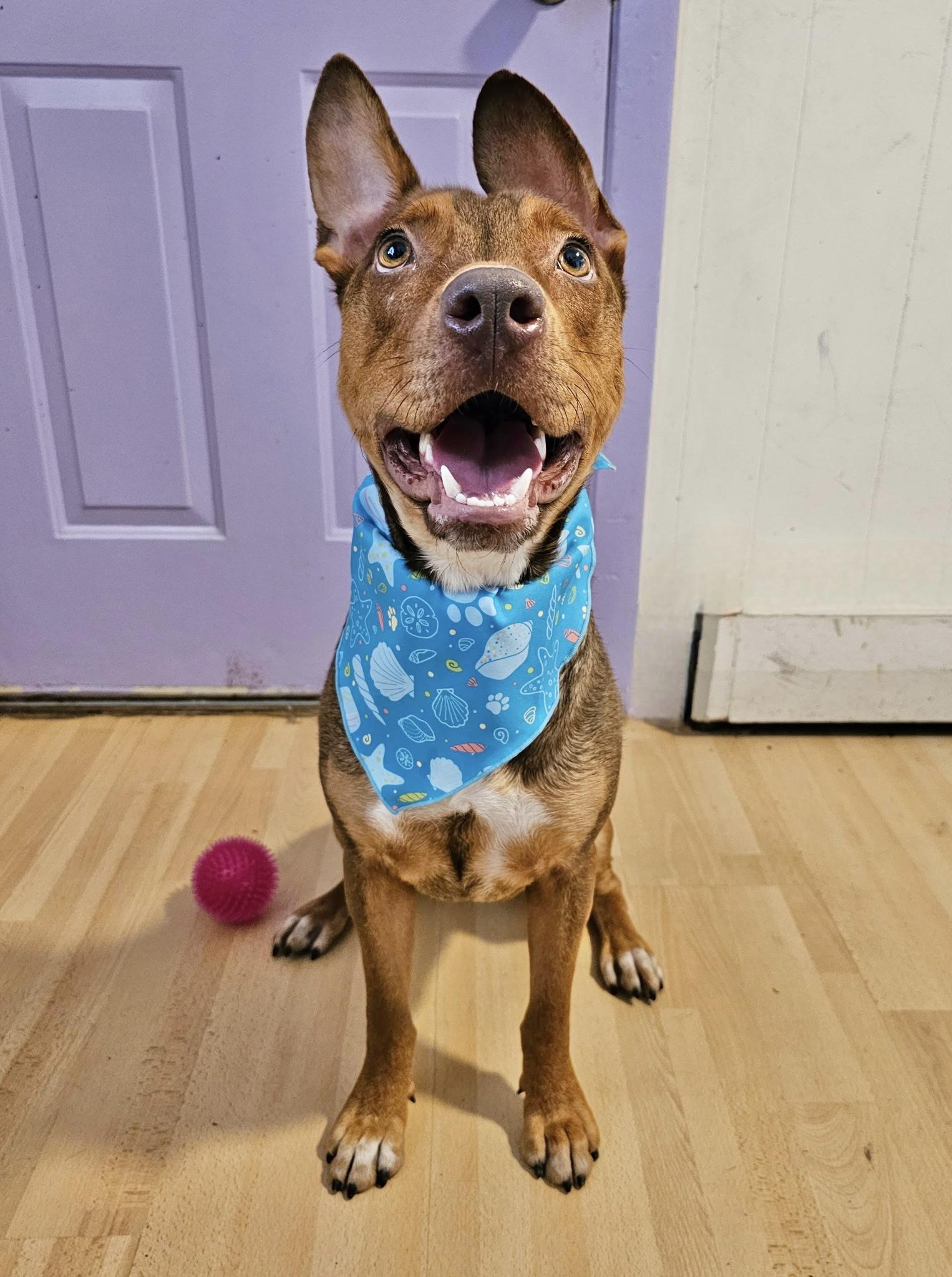 Sammie, an adoptable Feist in Manchester, CT, 06040 | Photo Image 2