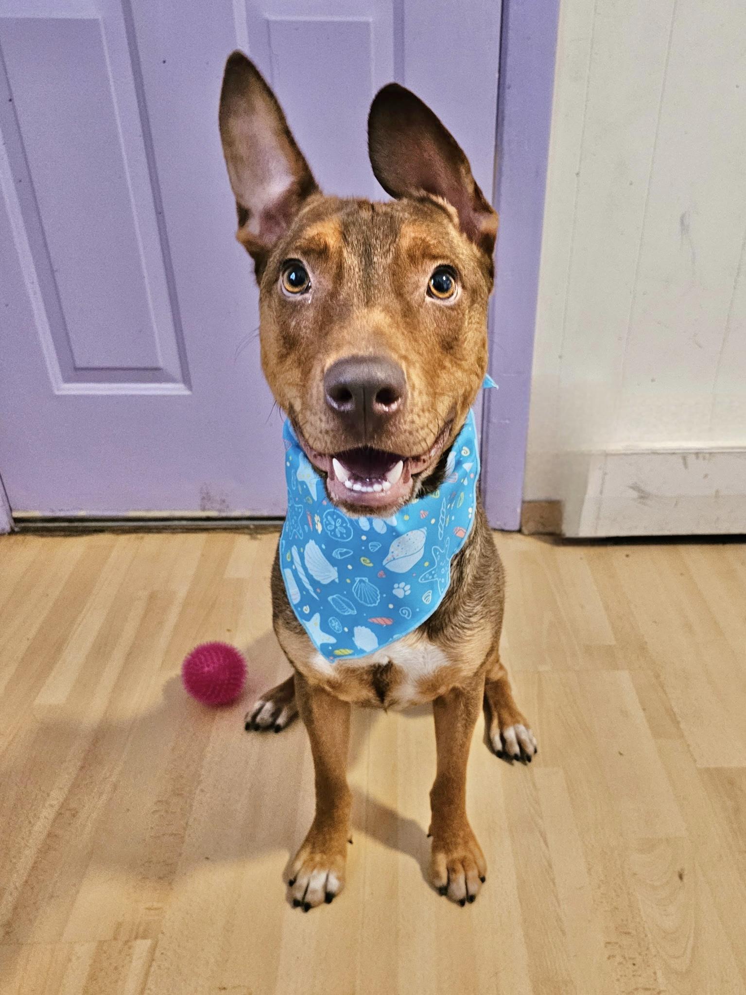 Sammie, an adoptable Feist in Manchester, CT, 06040 | Photo Image 1