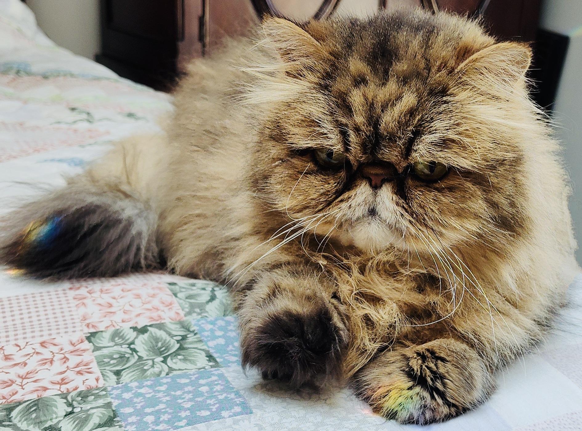 Enlarge Cooper, a Adopted Persian in Hasbrouck Heights, NJ image 1/5