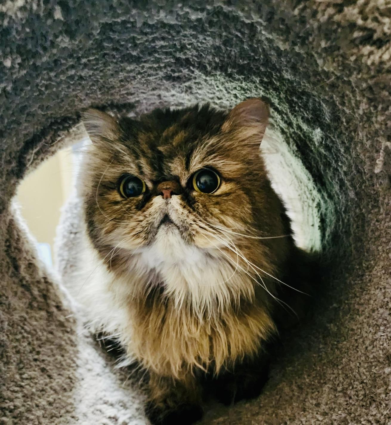 Enlarge Cooper, a Adopted Persian in Hasbrouck Heights, NJ image 2/5