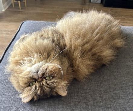 Enlarge Cooper, a Adopted Persian in Hasbrouck Heights, NJ image 3/5