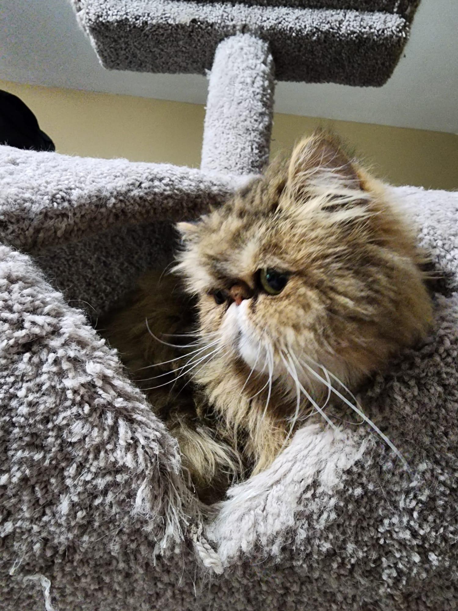 Enlarge Cooper, a Adopted Persian in Hasbrouck Heights, NJ image 4/5