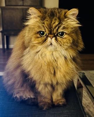 Enlarge Cooper, a Adopted Persian in Hasbrouck Heights, NJ image 5/5