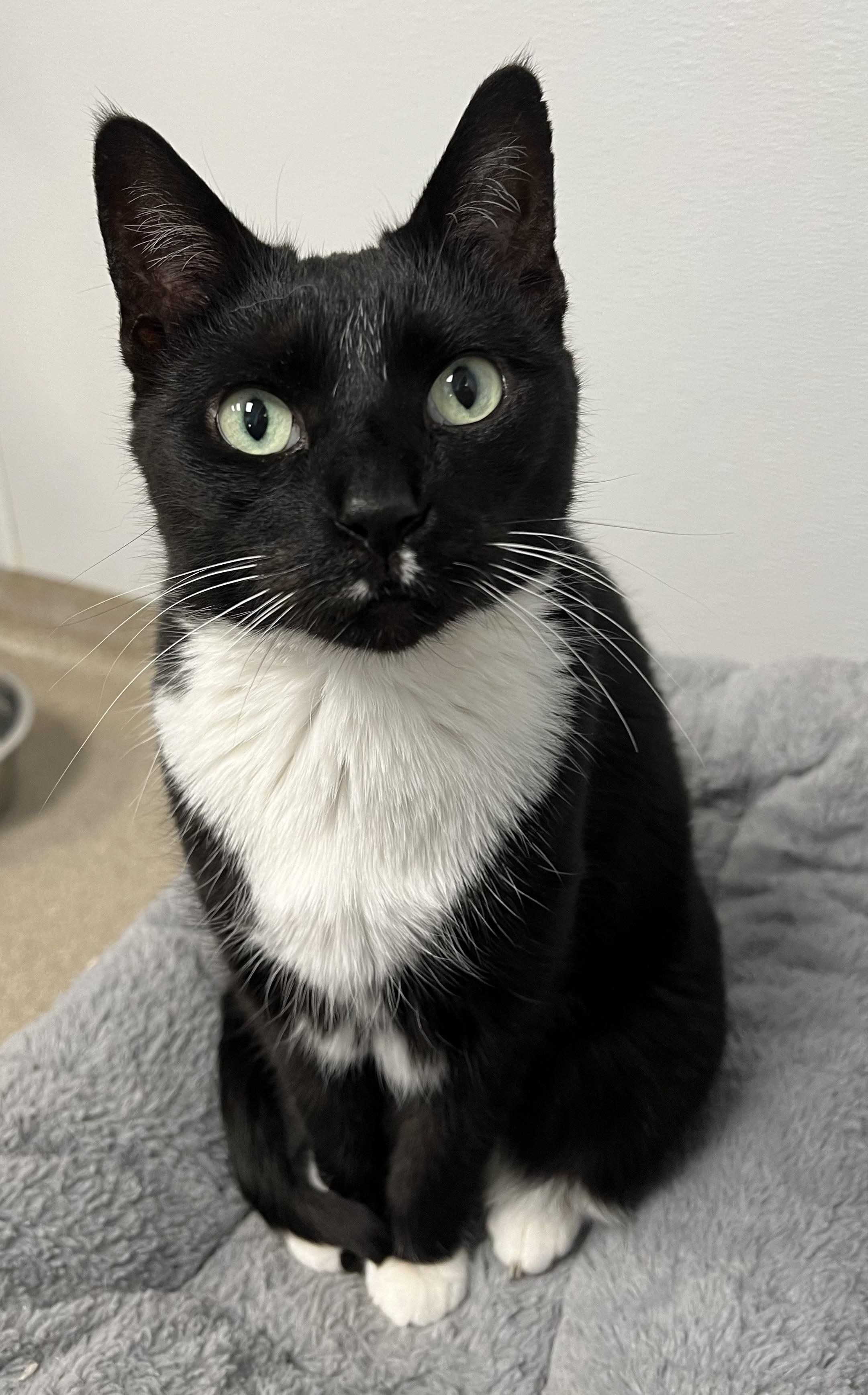 Lightning, Adult Female unknown