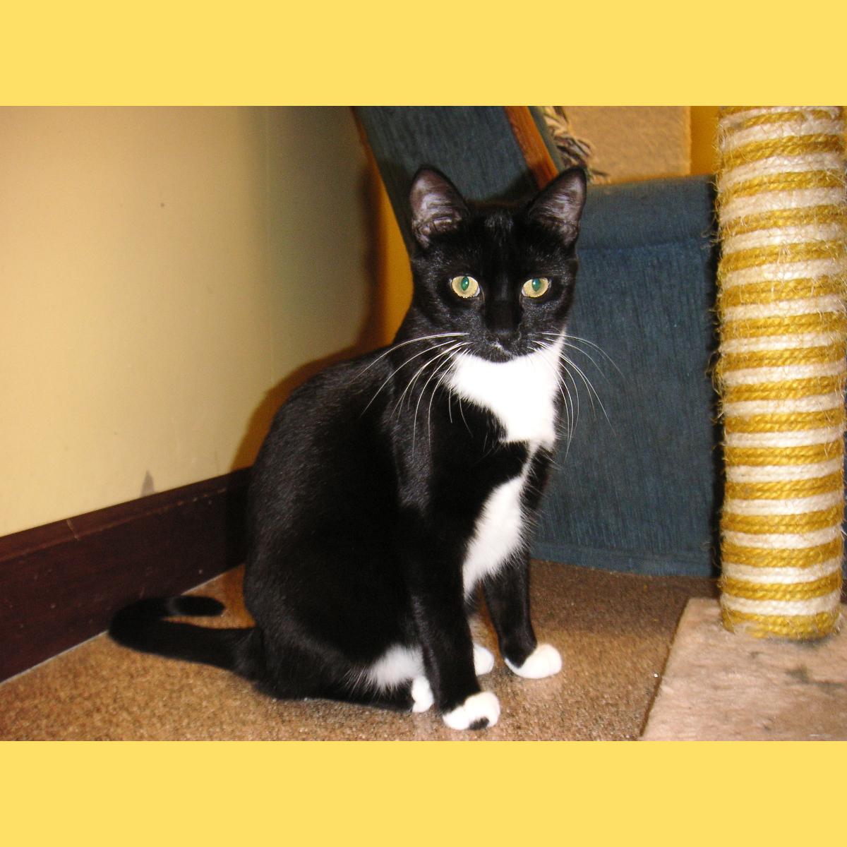 Lightning, a Adoptable Domestic Short Hair in Arlington Heights, IL image 4/5
