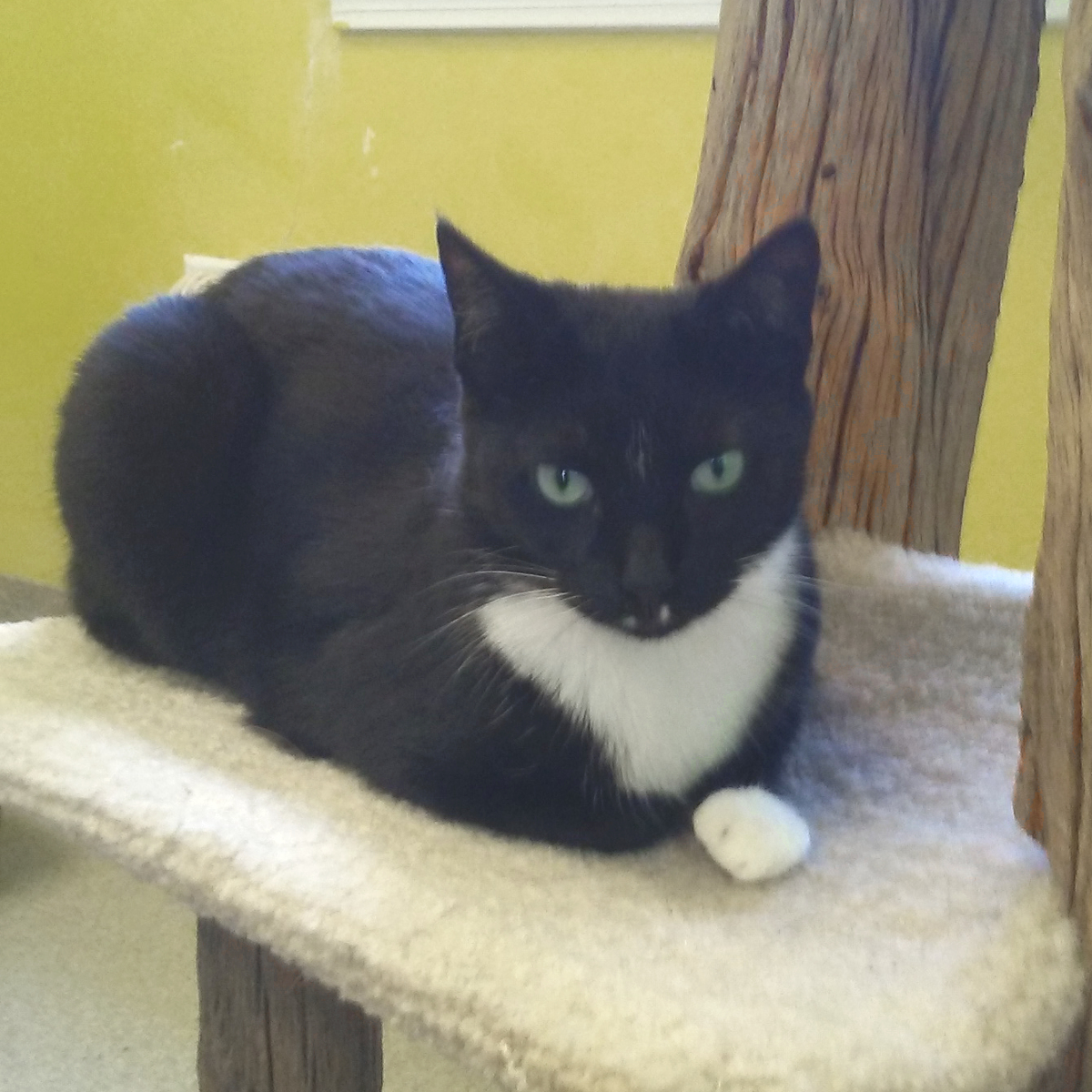 Lightning, a Adoptable Domestic Short Hair in Arlington Heights, IL image 5/5