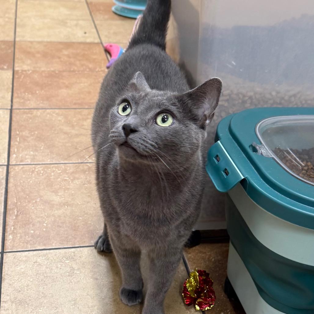 Jason, Adoptable, Adult Male Russian Blue.
