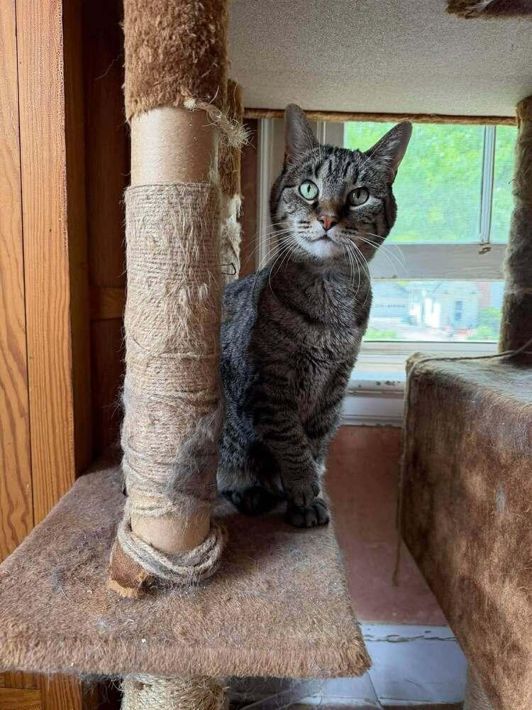 Max, Adoptable, Senior Female Domestic Short Hair.
