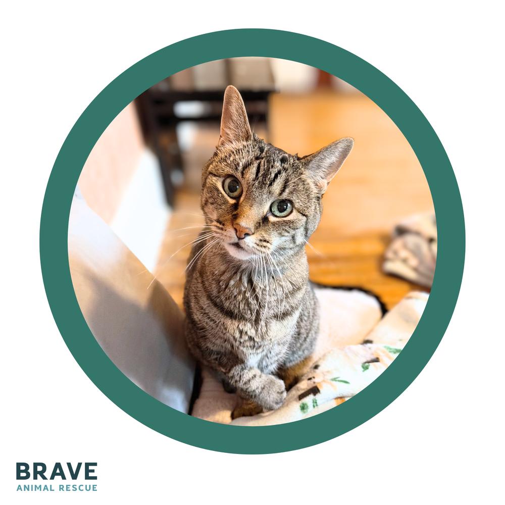 Enlarge Max, a Adoptable Domestic Short Hair in Lincoln, NE image 2/6
