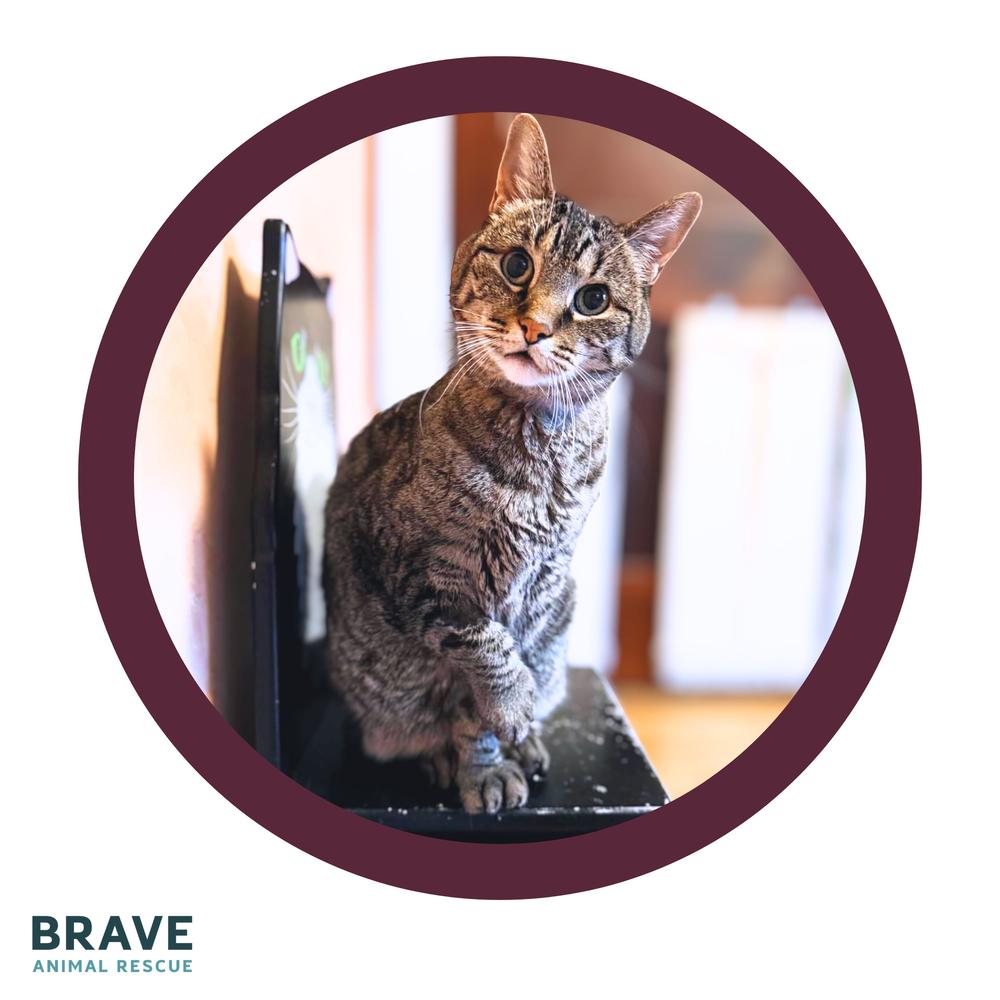 Max, a Adoptable Domestic Short Hair in Lincoln, NE image 2/6