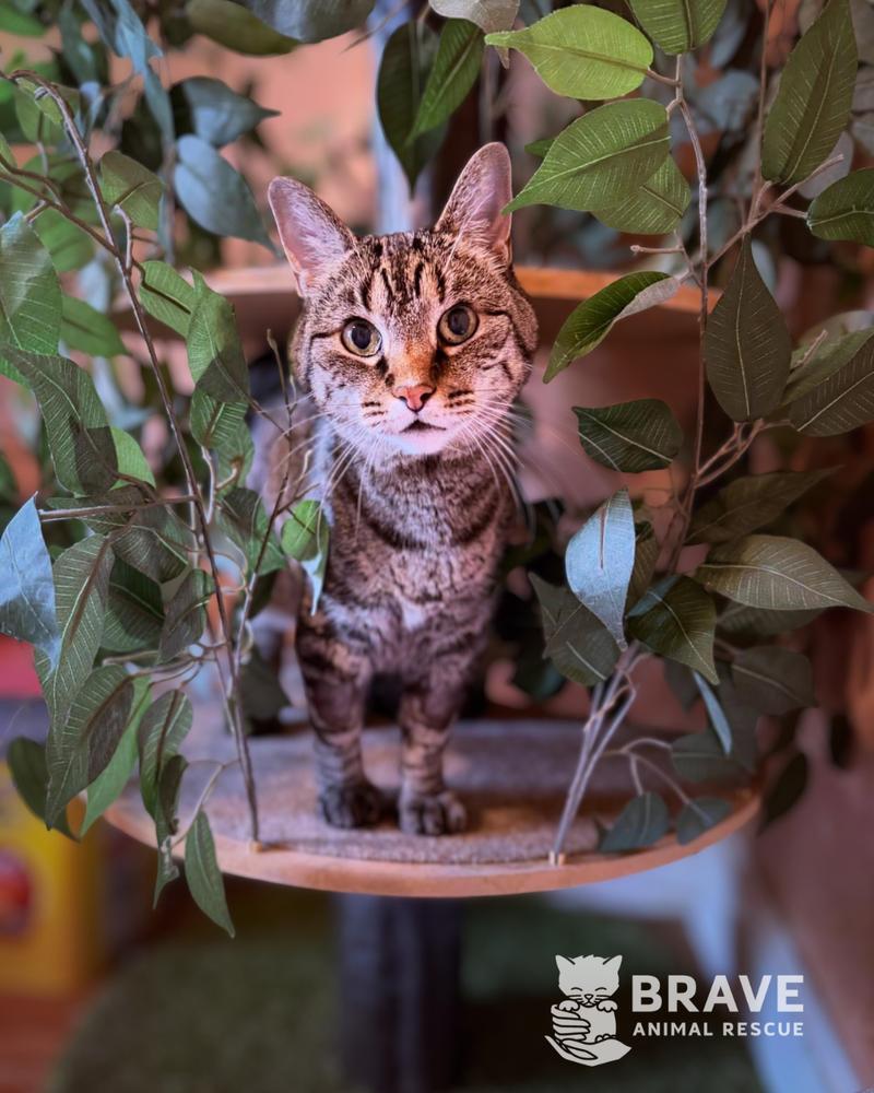 Max, a Adoptable Domestic Short Hair in Lincoln, NE image 3/6