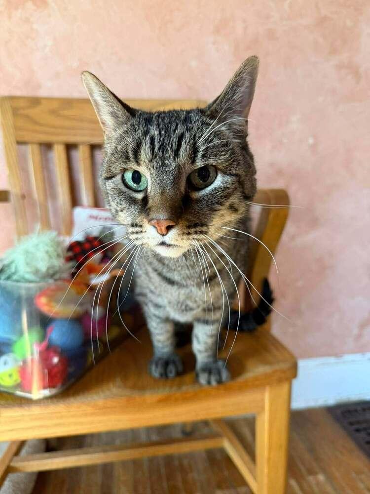 Max, a Adoptable Domestic Short Hair in Lincoln, NE image 2/5