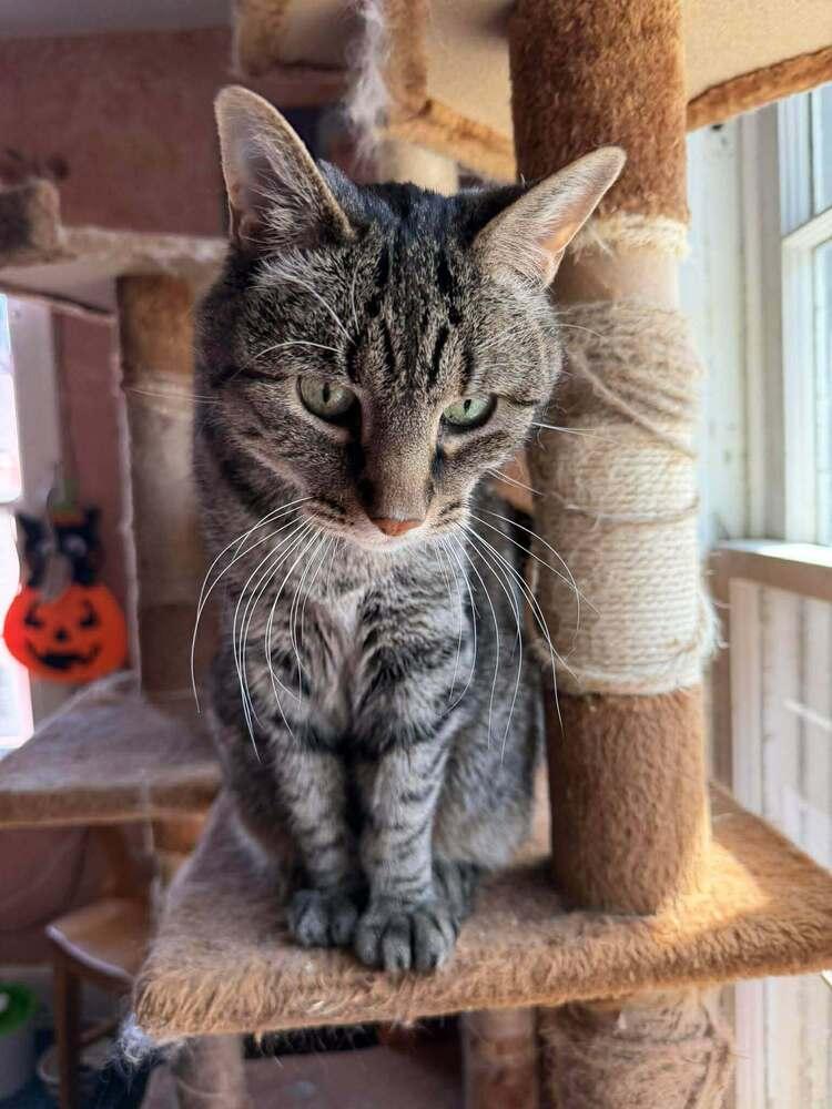 Max, a Adoptable Domestic Short Hair in Lincoln, NE image 3/5