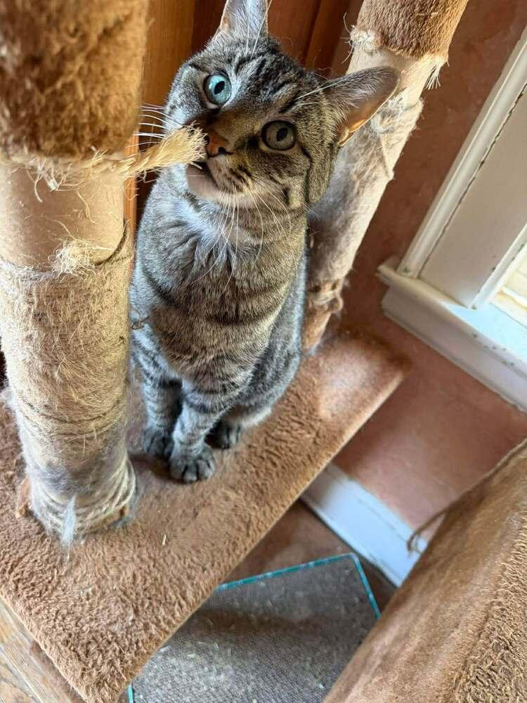 Max, a Adoptable Domestic Short Hair in Lincoln, NE image 4/5
