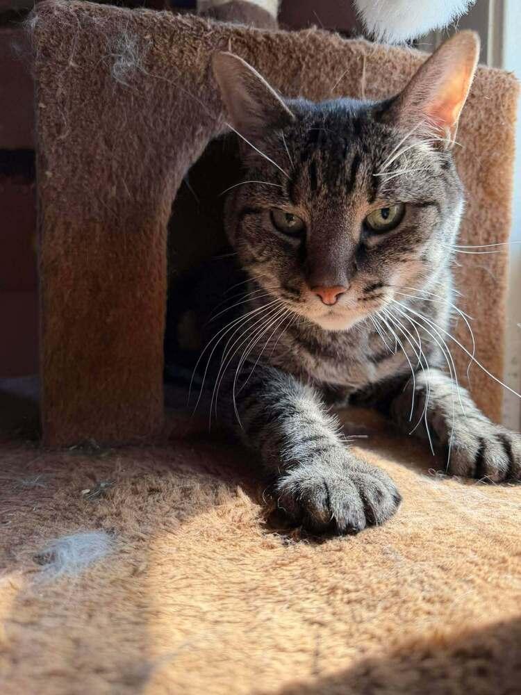 Max, a Adoptable Domestic Short Hair in Lincoln, NE image 5/5